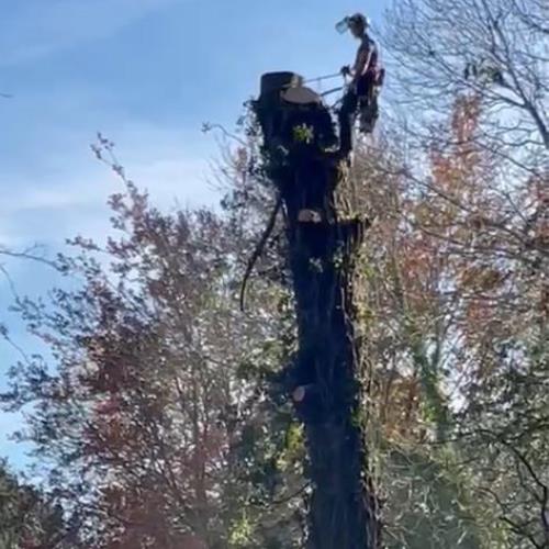 arial tree surgeon high