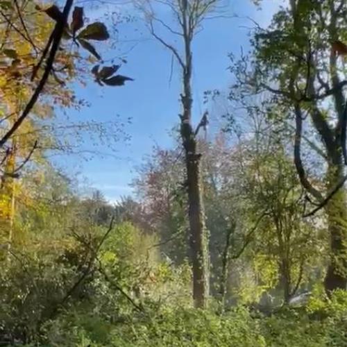 arial tree surgeon scaling tree