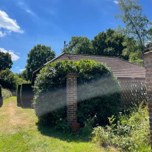 bay hedge reshape after