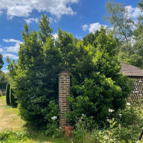 bay hedge reshape before