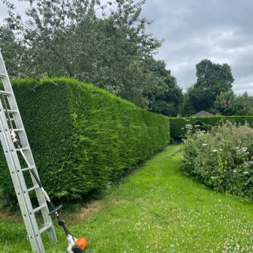 conifer hedge during