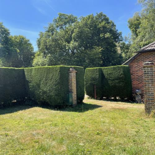 conifer hedge trim