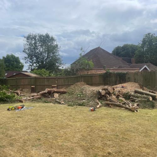 conifer removal in progress