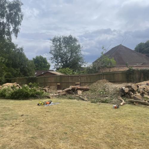 conifer removal in progress