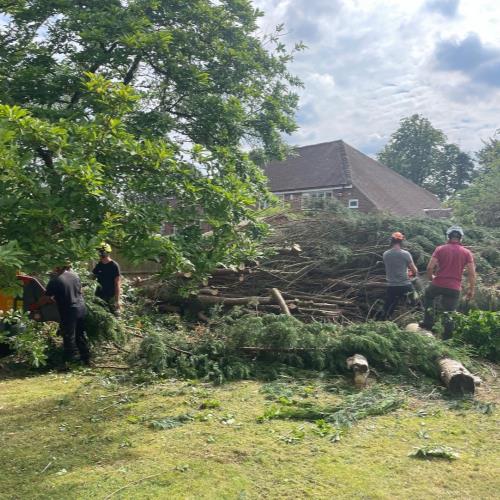 conifer tree surgeons on site
