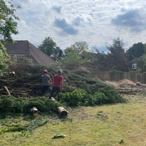 conifer tree surgeons on site