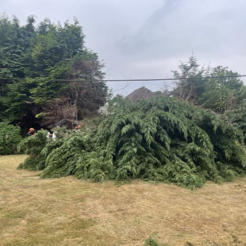 conifers being felled kent