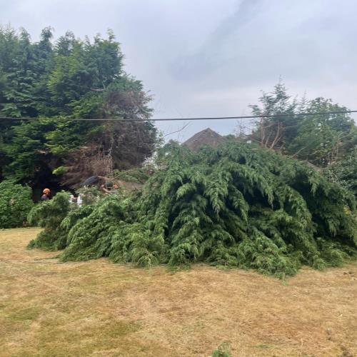 conifers being felled