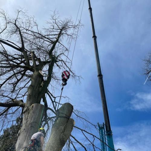 crane to remove tree large operation chainsaw