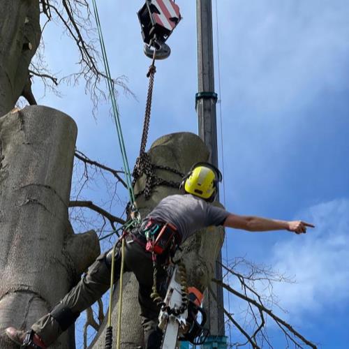crane to remove tree large operation giving instructions
