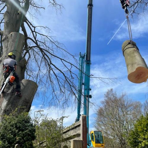 crane to remove tree large section