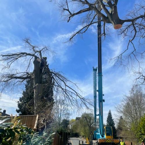crane to remove tree lifting large section