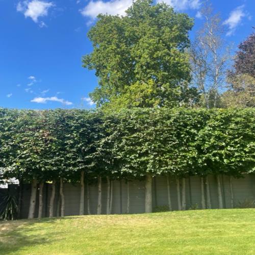 hedge trimming after