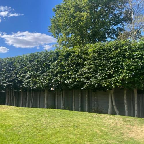 hedge trimming after