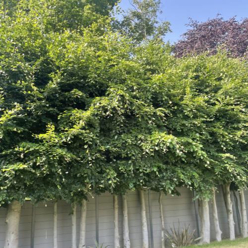 hedge trimming before