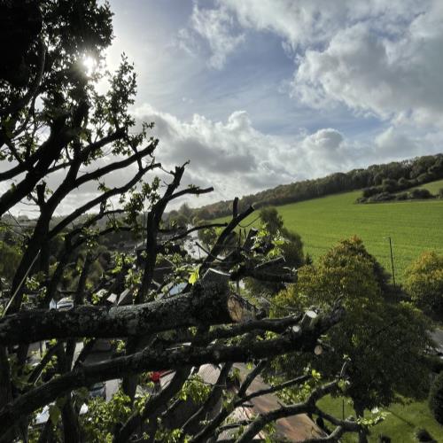 high level pruning oak tree