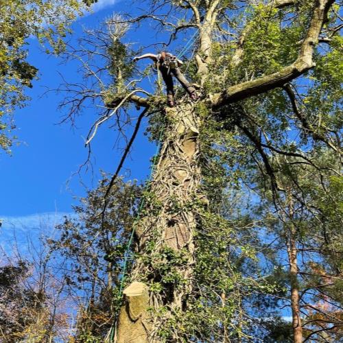 high level tree surgery