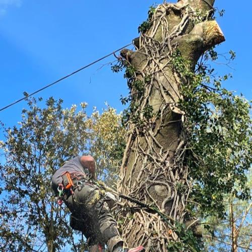 high level tree surgery close