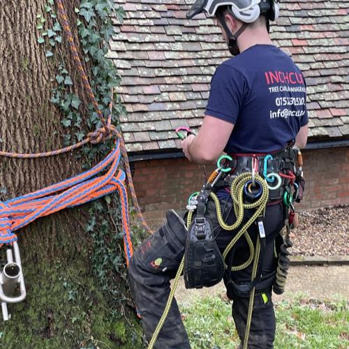 inchcut climber preparing tree climbing