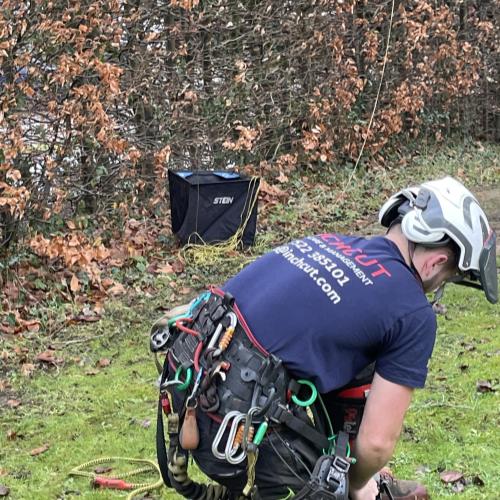 inchcut climber preparing tree surgery