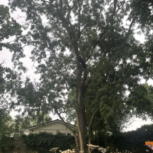 large ash tree close to building