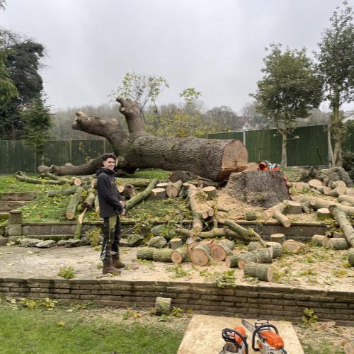 large oak tree removal