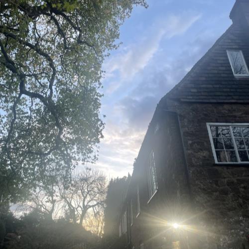 london plane reduction after