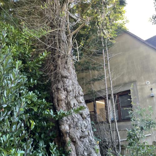 problem tree to near building