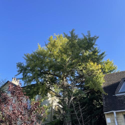 problem tree too close to building