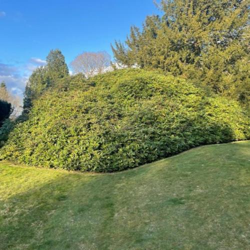 rhododendrum bush removal