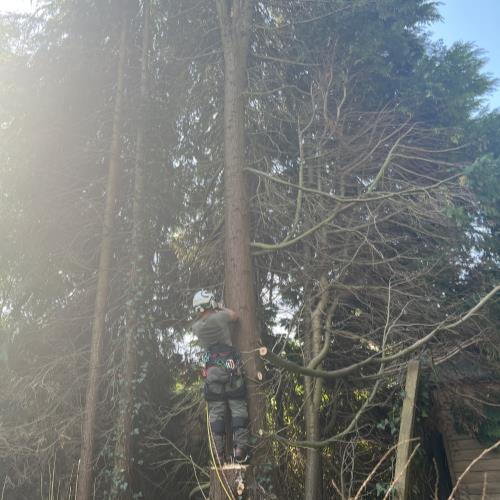 small trees being removed
