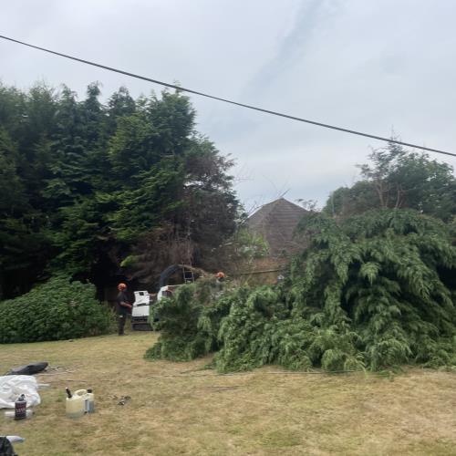 track chipper being used by tree surgeons