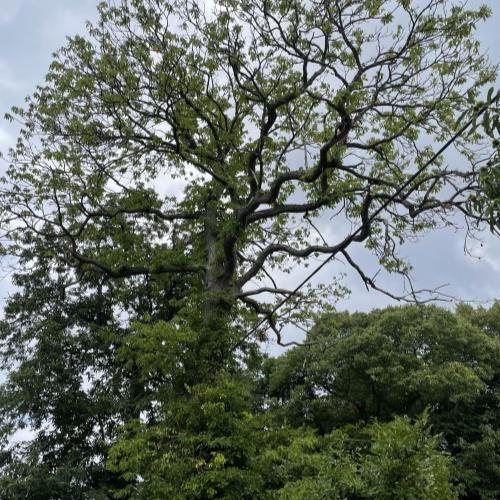 tree near powerline