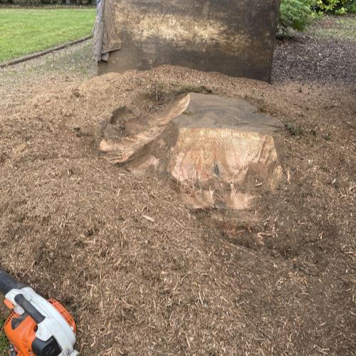 tree stump grinding in progress