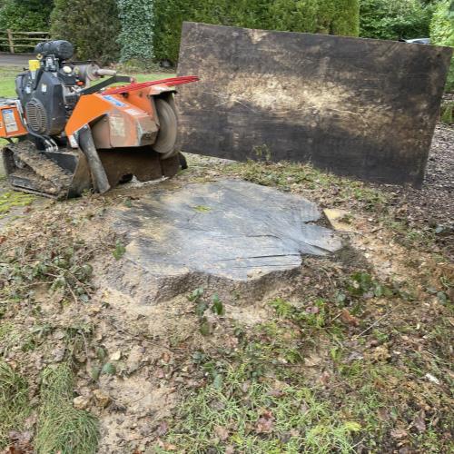 tree stump grinding in sevenoaks