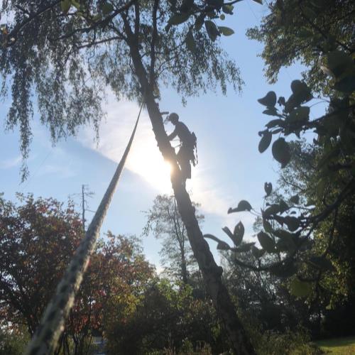 tree surgeon in sun