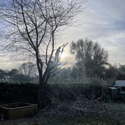 tree surgeon in sun