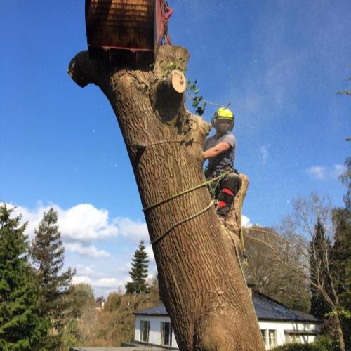 tree surgeon sevenoaks removing tree