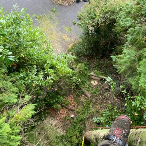 tree surgeons view
