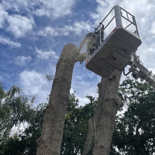 tree surgery with mewp