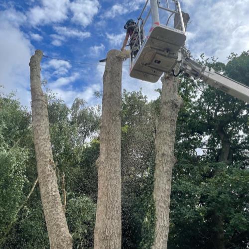 tree surgery with mewp high