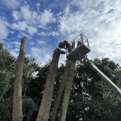 tree surgery with mewp high