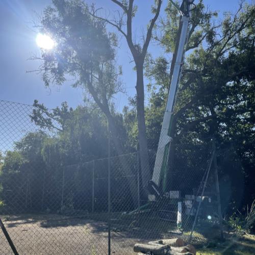 tree surgery with mewp sun