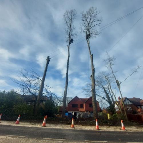 two tree surgeons high in trees